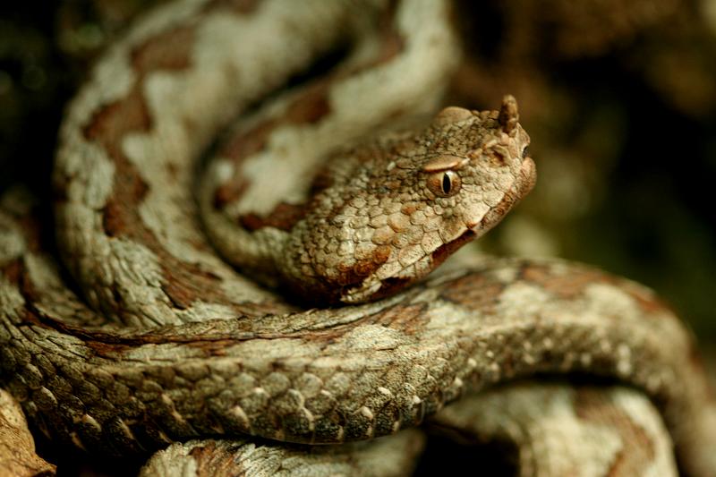 Vipera ammodytes