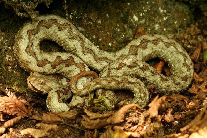 Vipera ammodytes