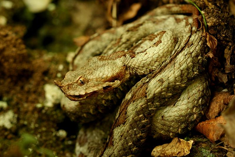 Vipera ammodytes