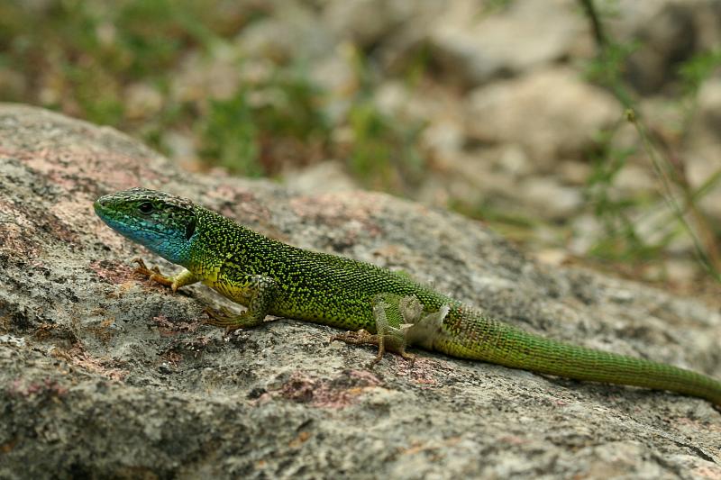 Lacerta viridis