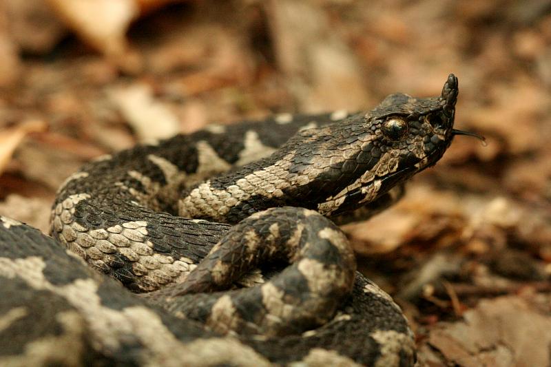 Vipera ammodytes