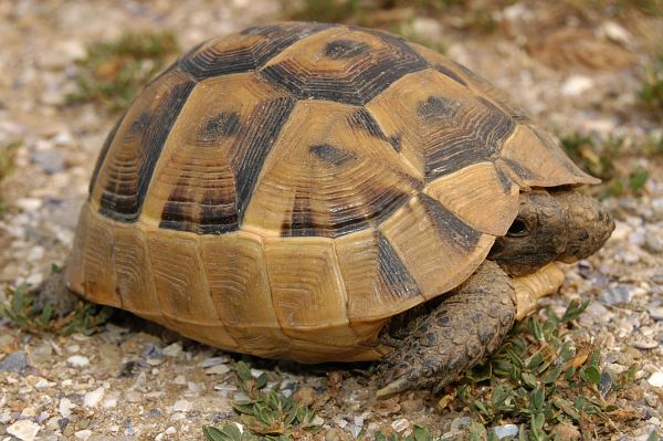 Testudo graeca