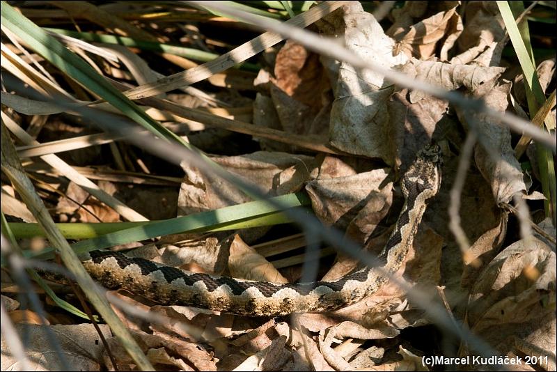 Vipera ammodytes