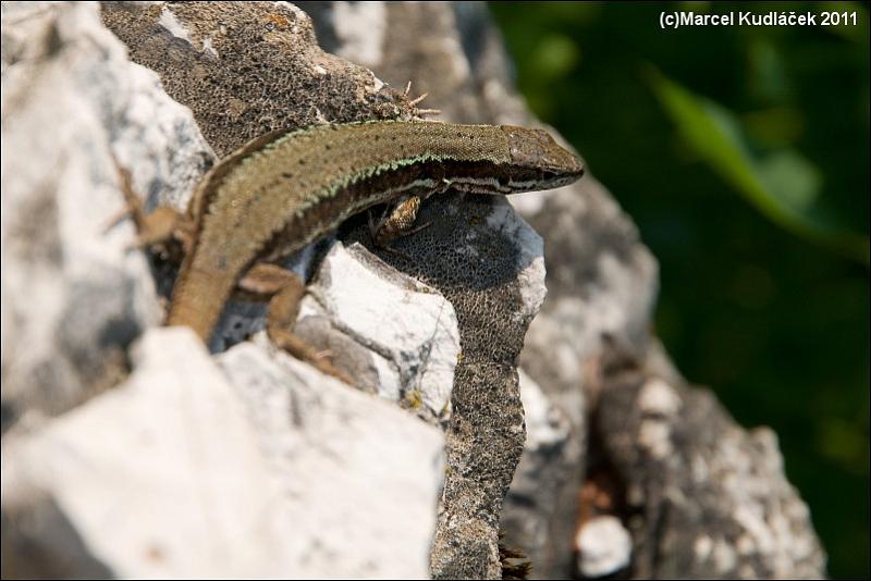 Iberolacerta horvathi