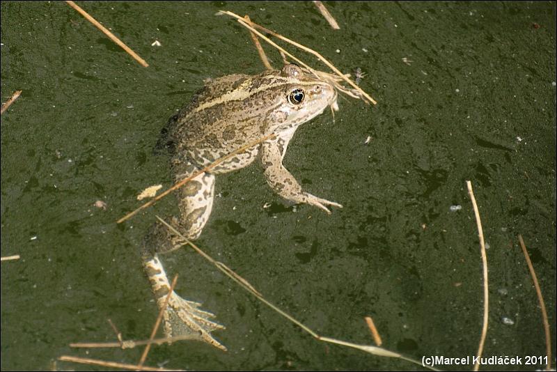 Pelophylax ridibundus