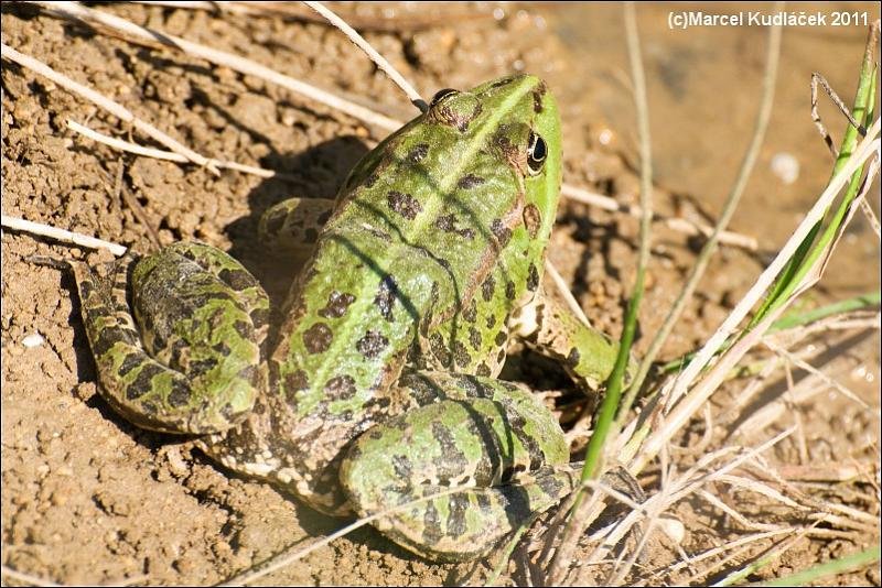 Pelophylax ridibundus