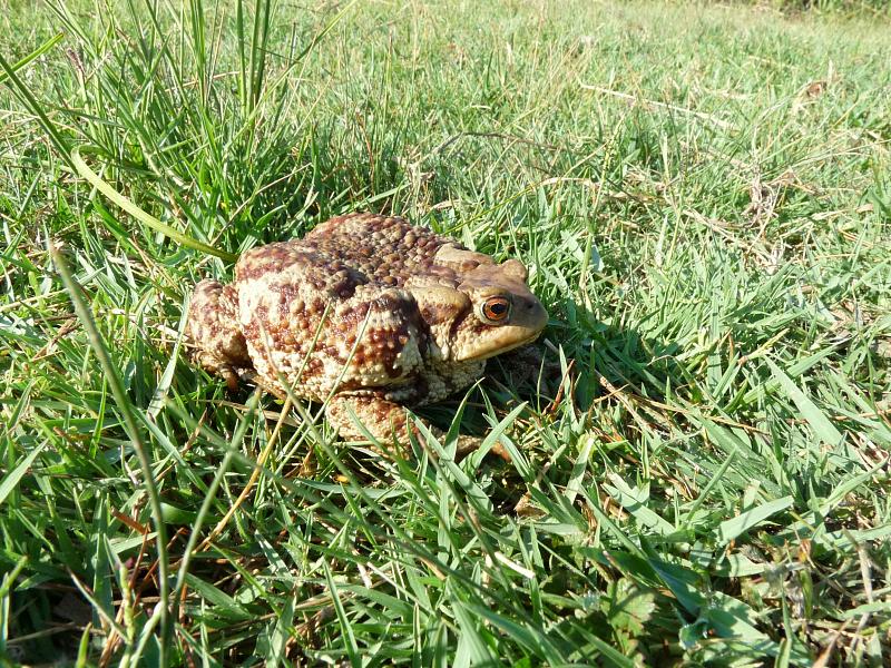 Bufo bufo