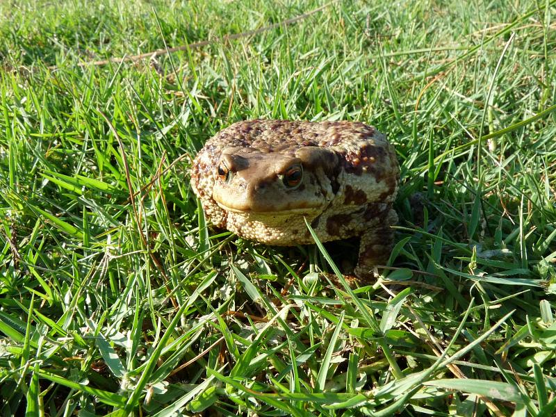 Bufo bufo