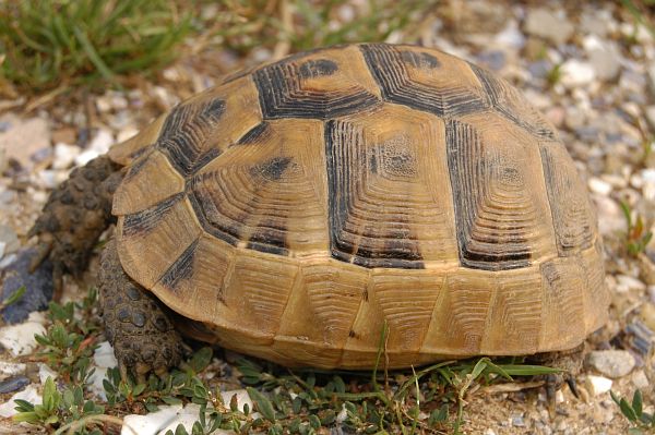 Testudo graeca