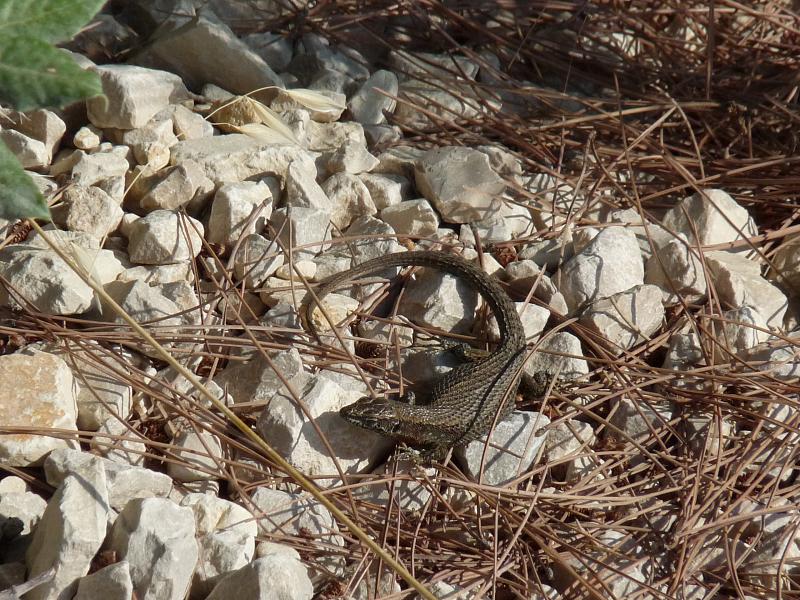 Algyroides nigropunctatus