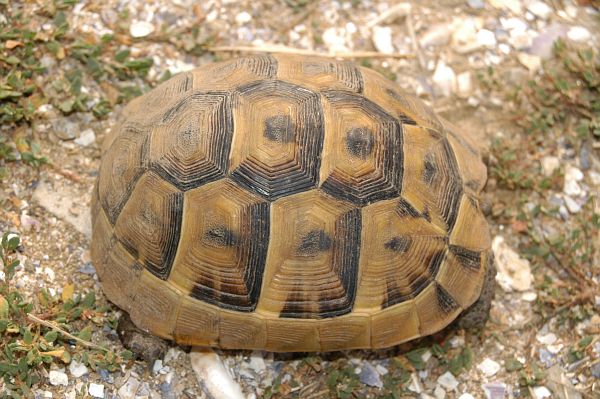 Testudo graeca