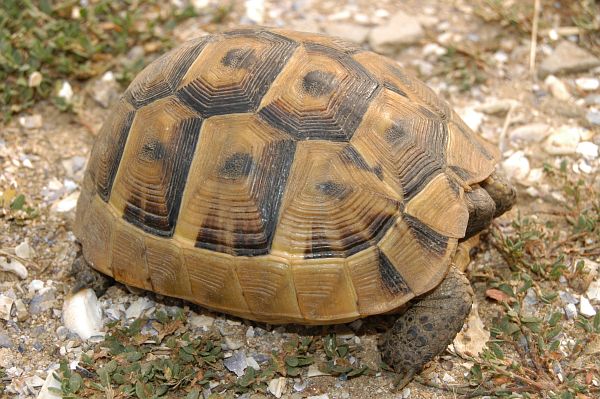 Testudo graeca