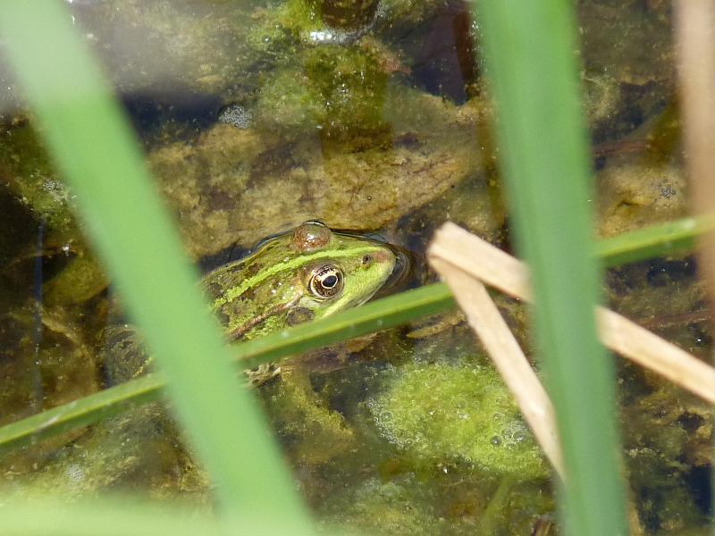 Pelophylax ridibundus