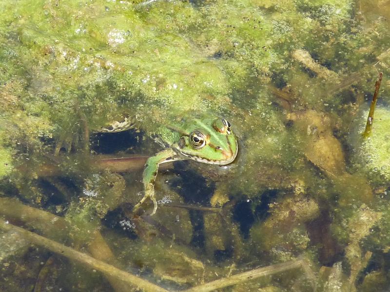 Pelophylax ridibundus