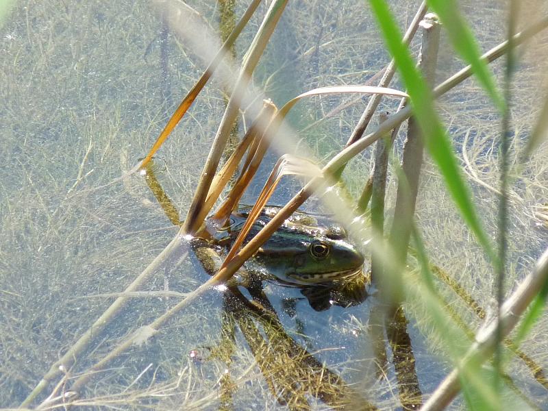 Pelophylax ridibundus