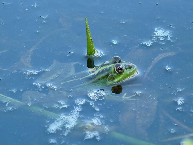 Pelophylax ridibundus