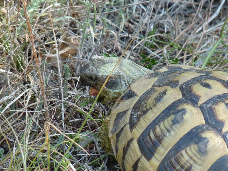 Testudo hermanni