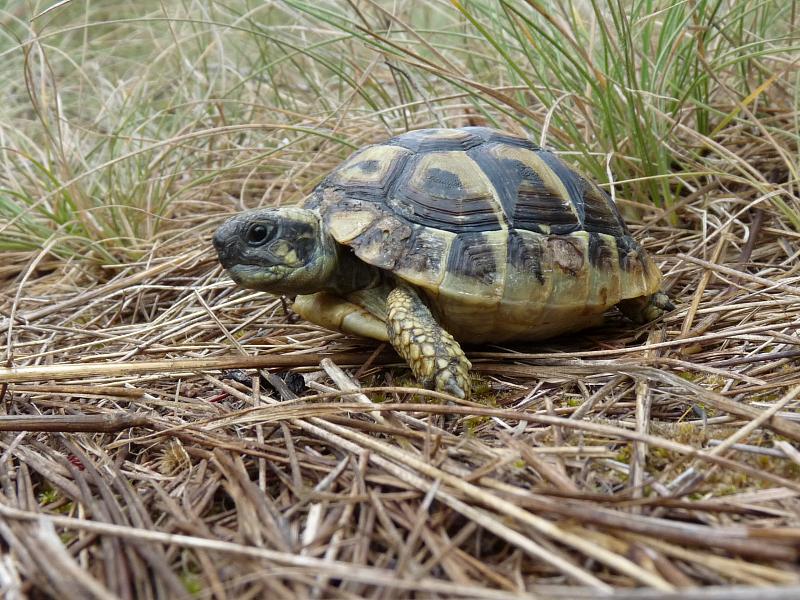 Testudo hermanni