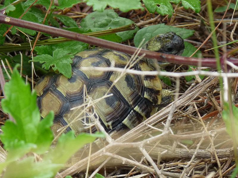 Testudo hermanni