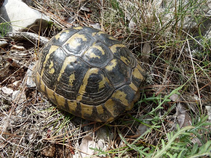 Testudo hermanni