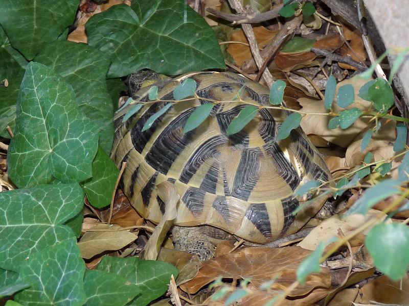 Testudo hermanni