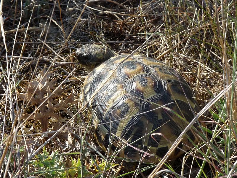 Testudo hermanni