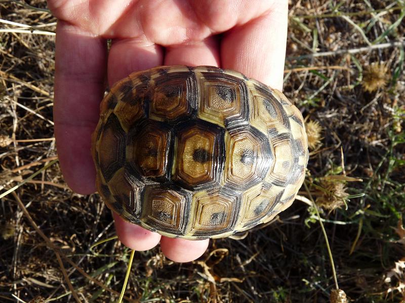 Testudo hermanni