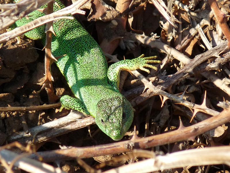 Lacerta trilineata