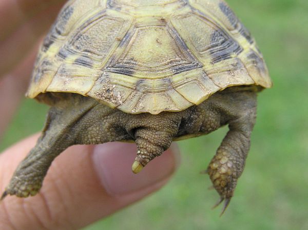 Testudo hermanni