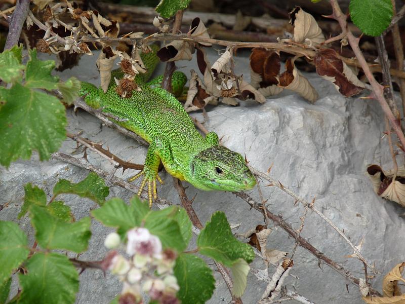 Lacerta trilineata