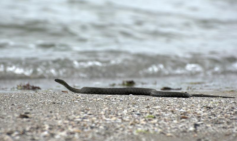 Natrix tessellata