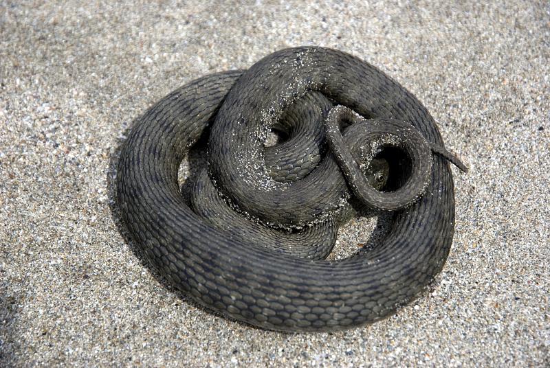 Natrix tessellata