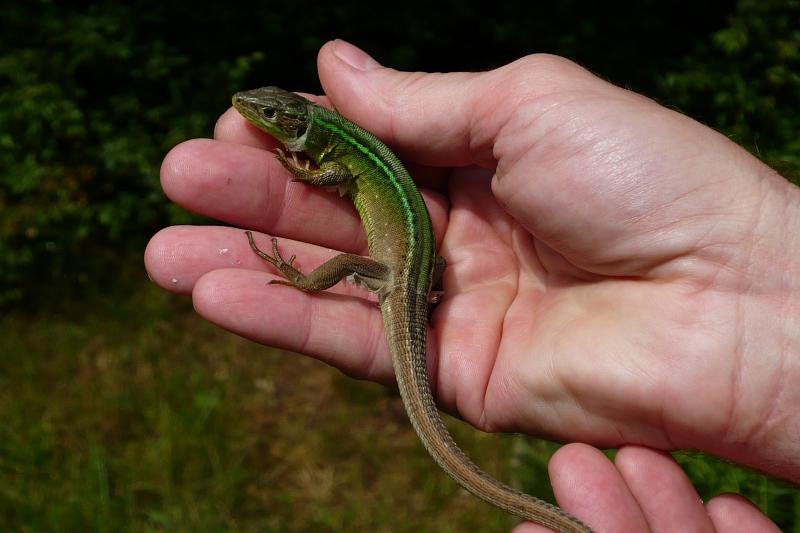 Lacerta viridis