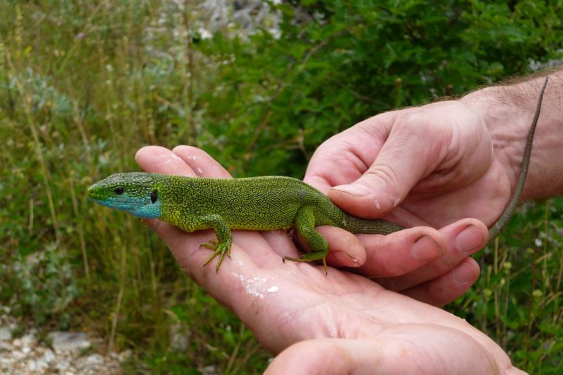 Lacerta viridis