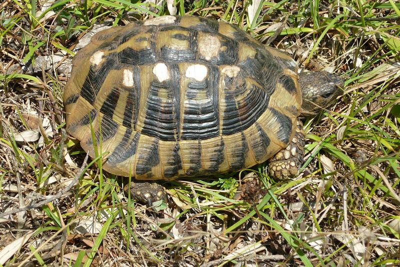 Testudo hermanni