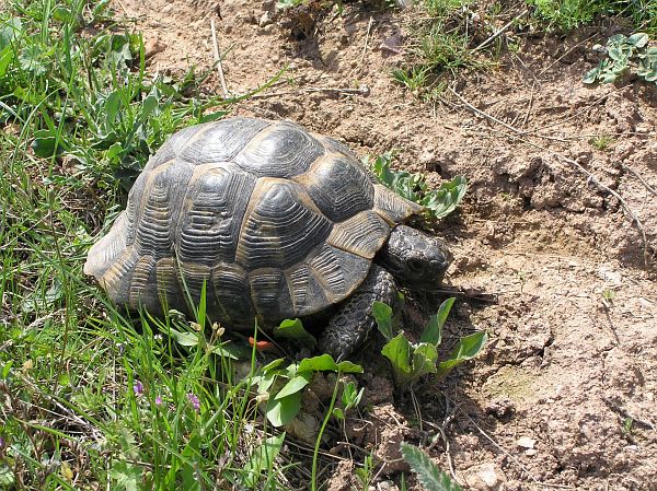 Testudo graeca