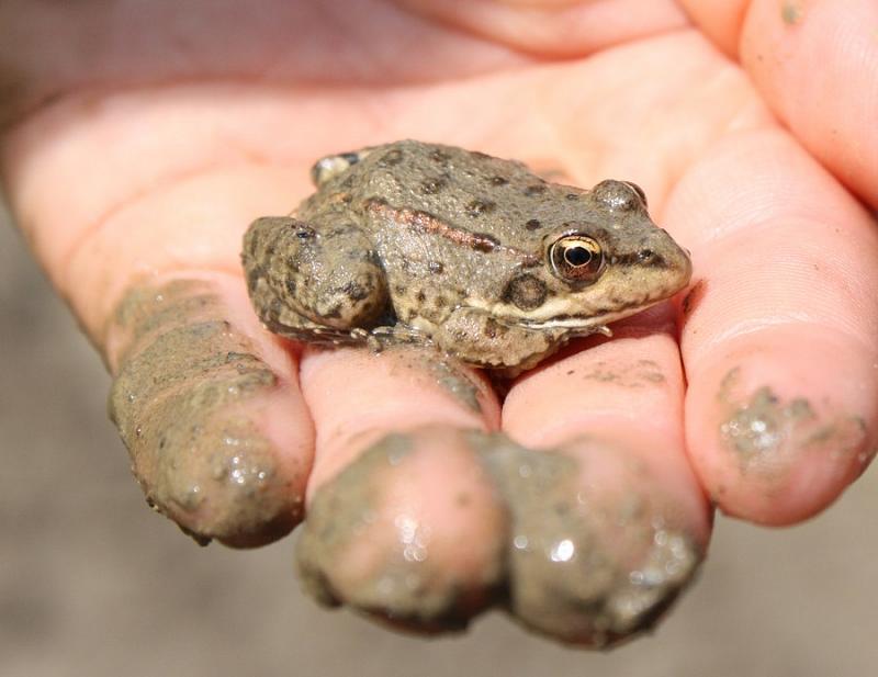 Pelophylax ridibundus