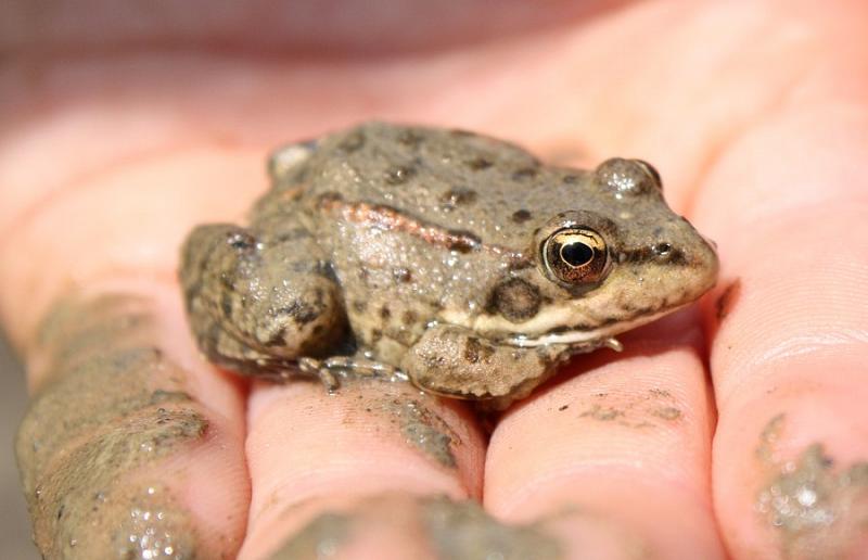 Pelophylax ridibundus