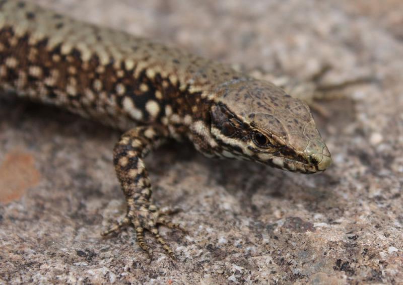 Podarcis muralis