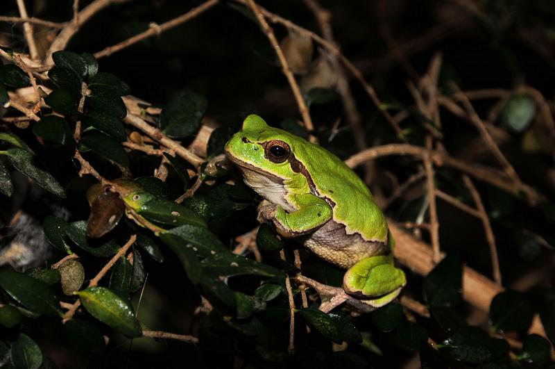 Hyla arborea