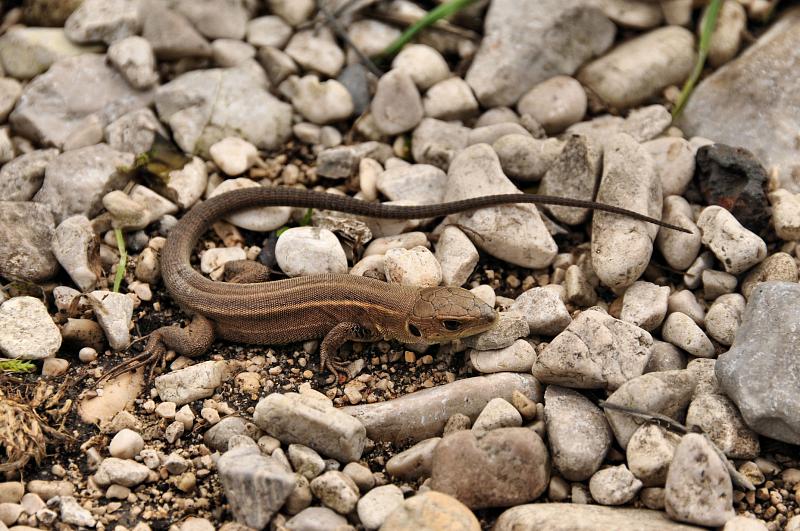 Lacerta trilineata