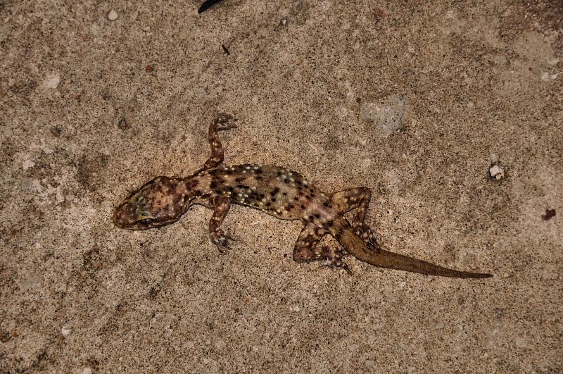 Hemidactylus turcicus