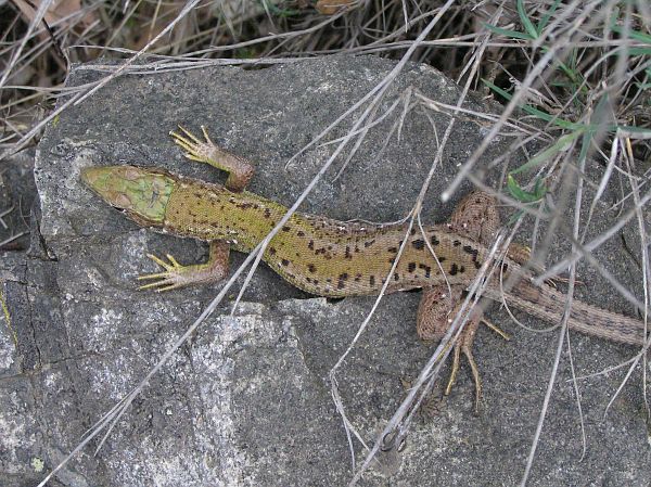 Lacerta viridis