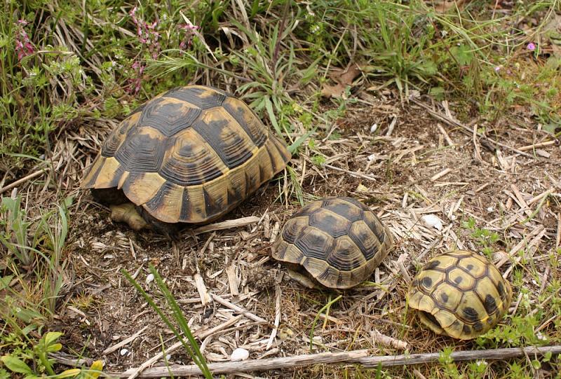 Testudo graeca