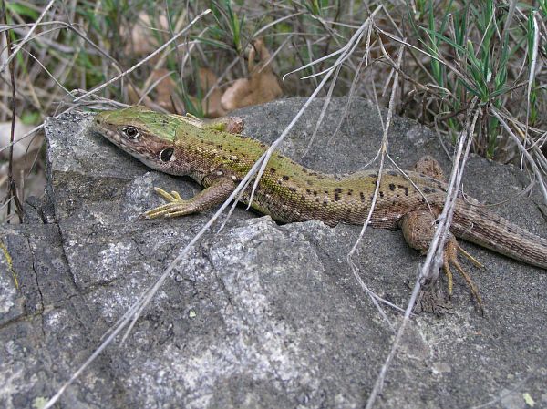 Lacerta viridis