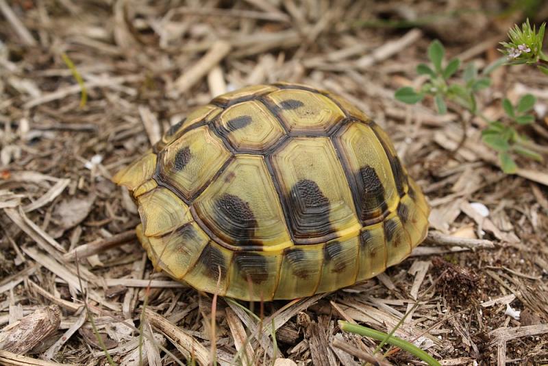 Testudo hermanni