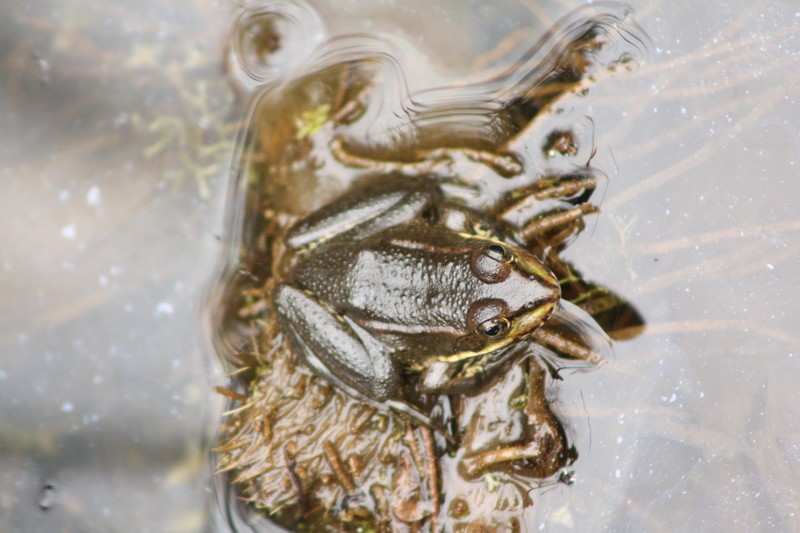 Pelophylax ridibundus