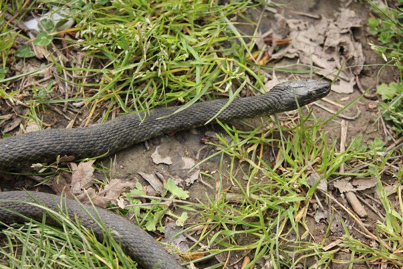 Natrix tessellata