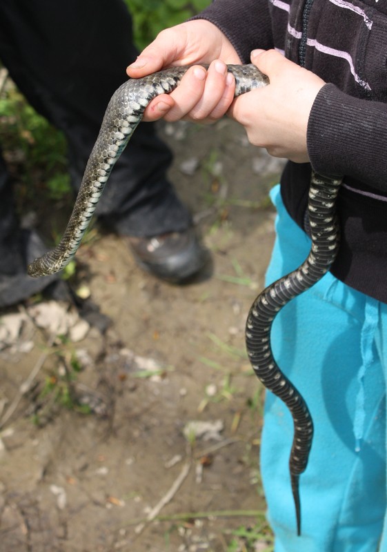 Natrix tessellata