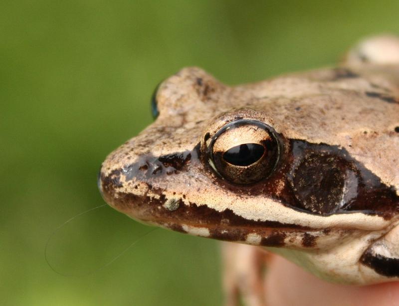 Rana dalmatina